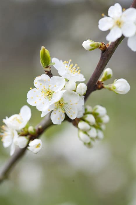 plum 'Early Rivers'