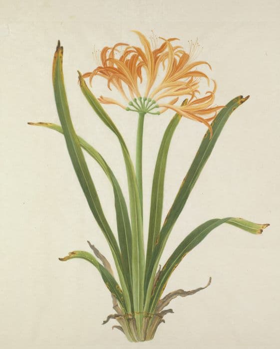 Golden spider lily