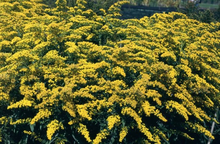 goldenrod 'Goldenmosa'