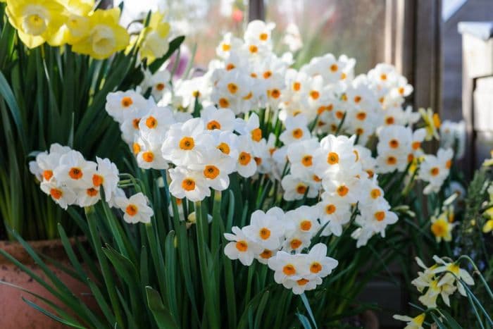 daffodil 'Geranium'