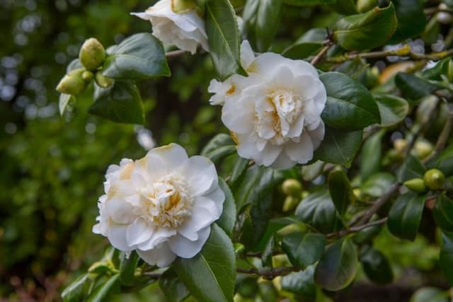 Camellia 'Gus Menard'