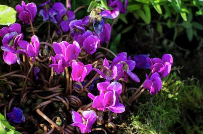 ivy-leaved cyclamen 'Red Sky'