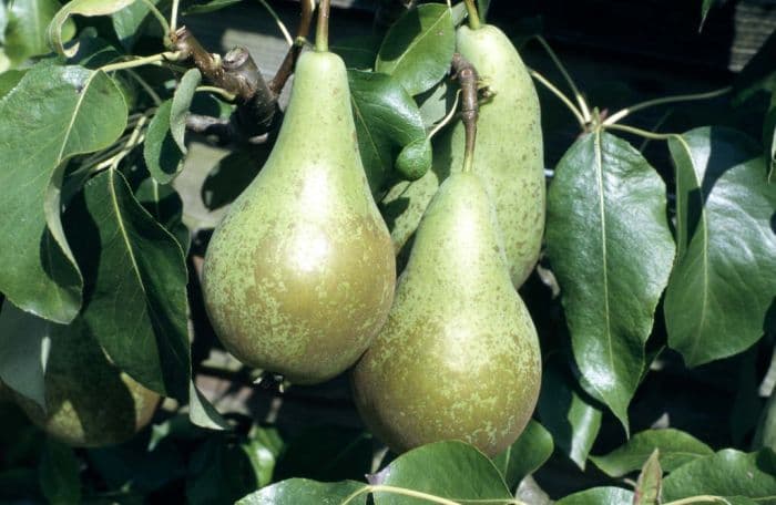 pear 'Conference'