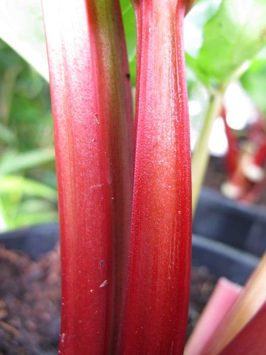 rhubarb 'Livingstone'