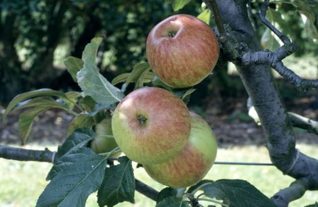 Apple 'Laxton's Fortune'