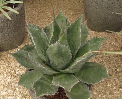 Cabbage head agave