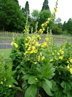 Mullein 'Banana Custard'