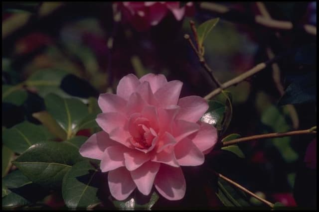 Camellia 'Water Lily'