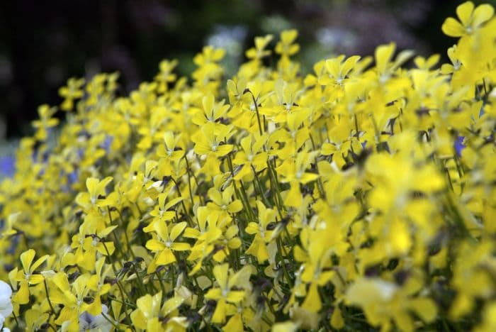 viola 'Butterpat'