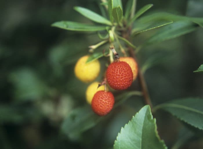 strawberry tree