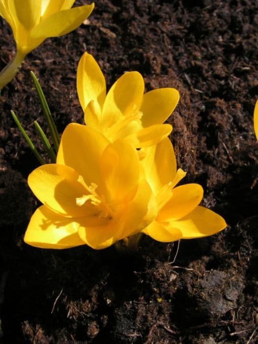 crocus 'Uschak Orange'