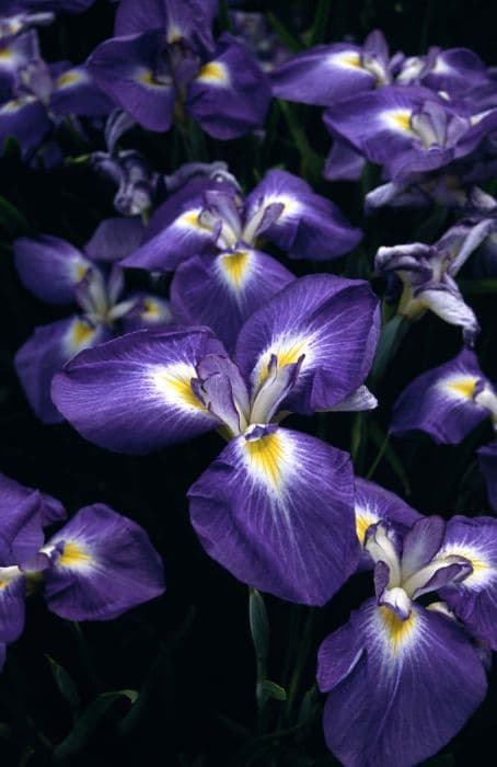 Japanese water iris 'Mancunian'