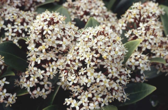 skimmia 'Rubella'