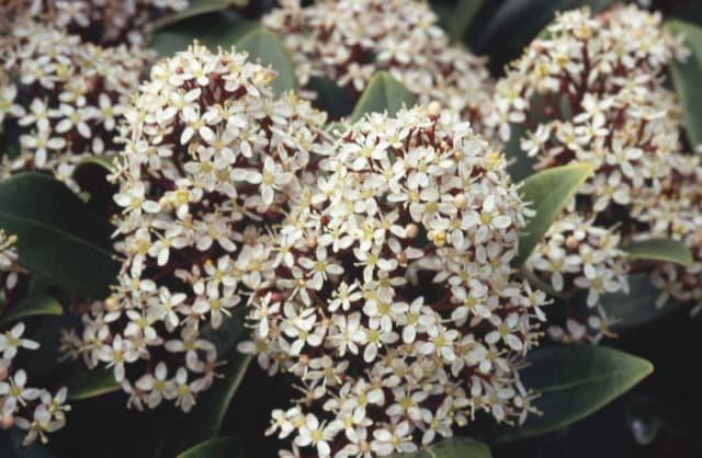 Skimmia 'Rubella'