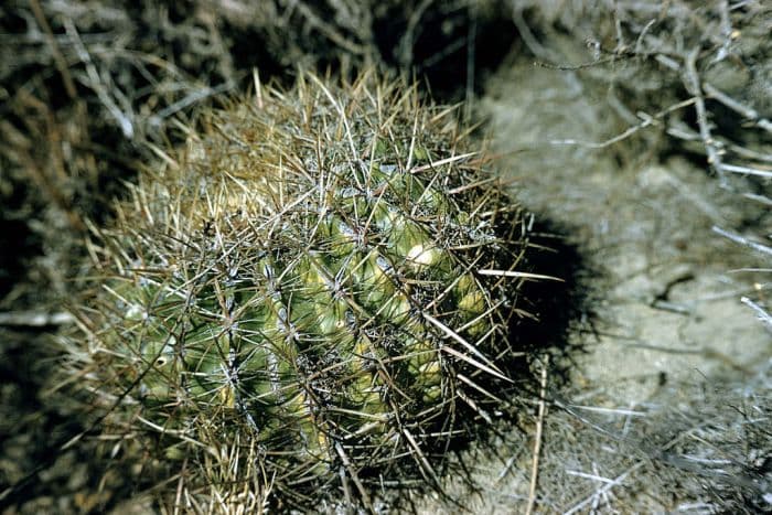 coast barrel cactus