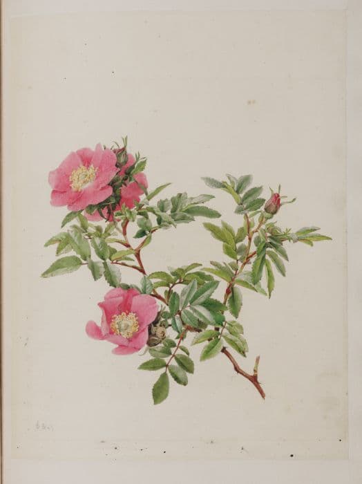 Virginian rose