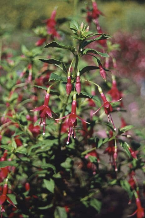 fuchsia 'Flash'