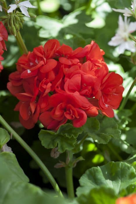 pelargonium 'Ashfield Monarch'