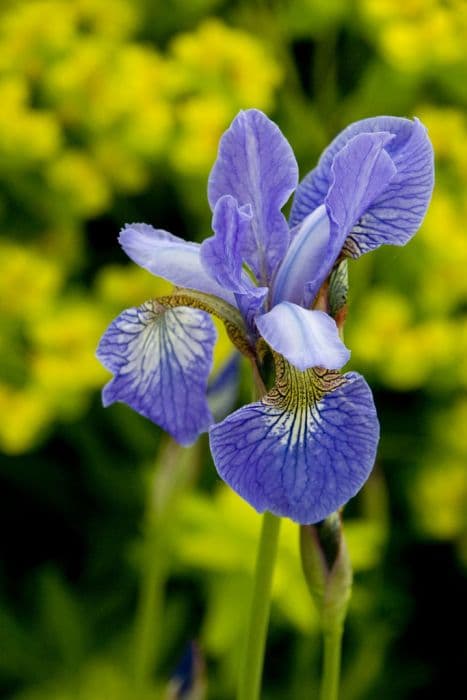 Siberian iris 'Perry's Blue'