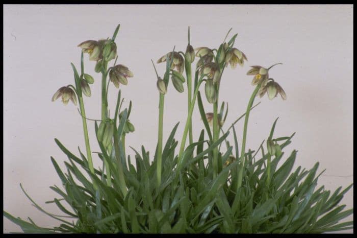 black fritillary 'Martha Roderick'