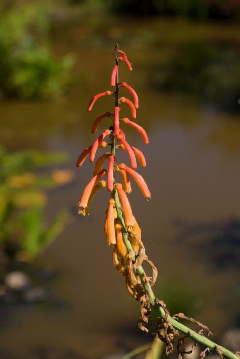 Thomson's red-hot poker 'Stern's Trip'