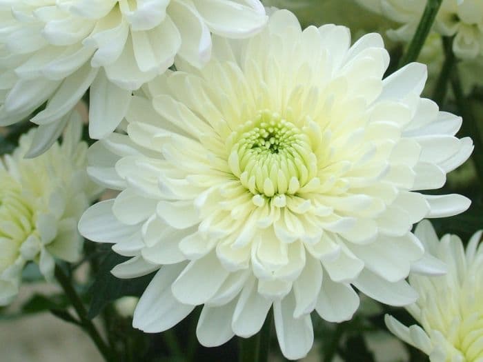 chrysanthemum 'Pat Machin'