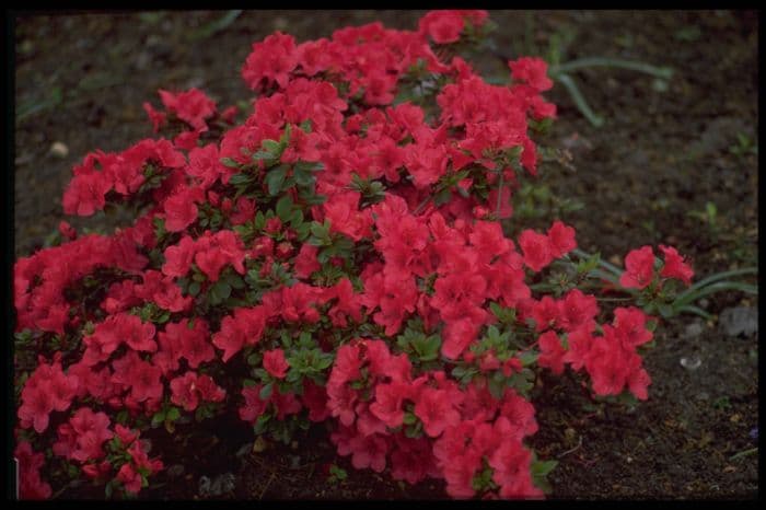 rhododendron 'Johanna'