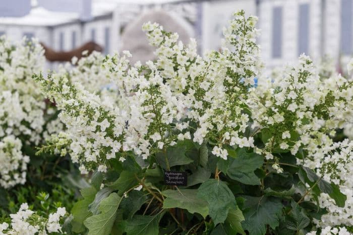 oak-leaved hydrangea [Snowflake]