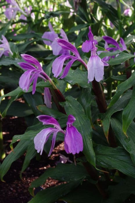 roscoea 'Red Neck'