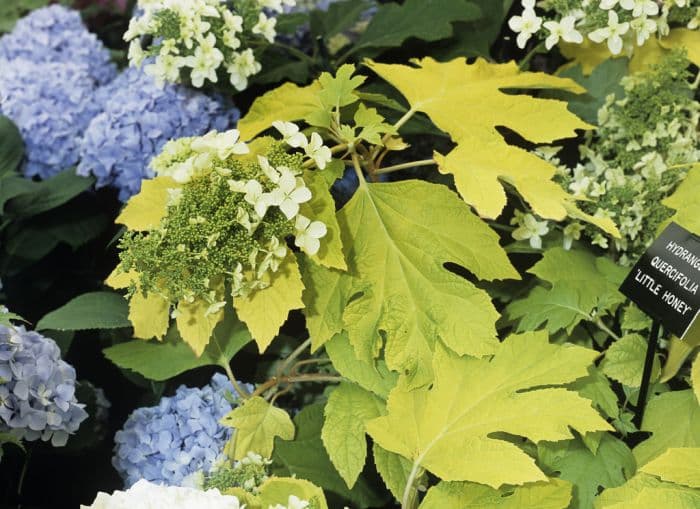 oak-leaved hydrangea [Little Honey]