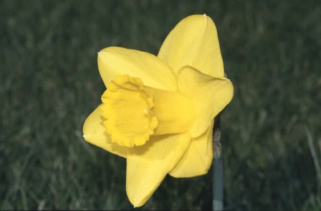 Daffodil 'Kingscourt'