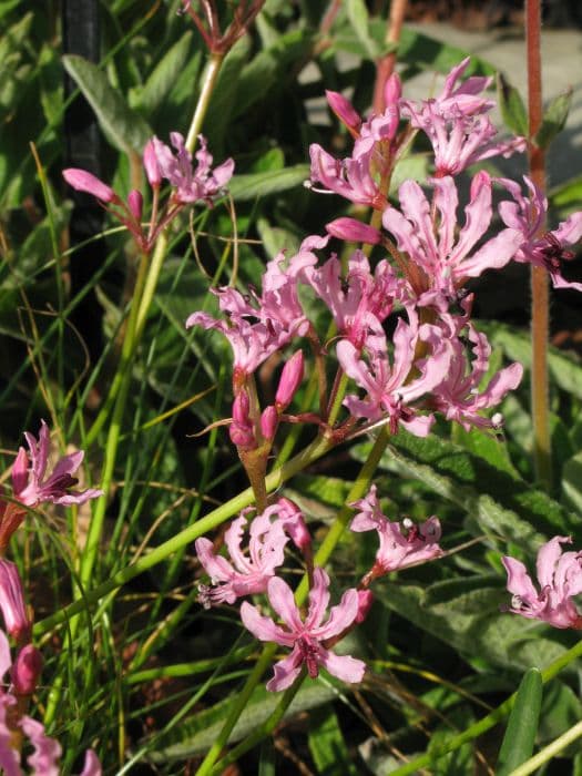 Mason's nerine