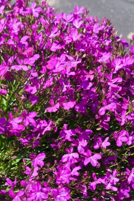 trailing lobelia [Purple Star]