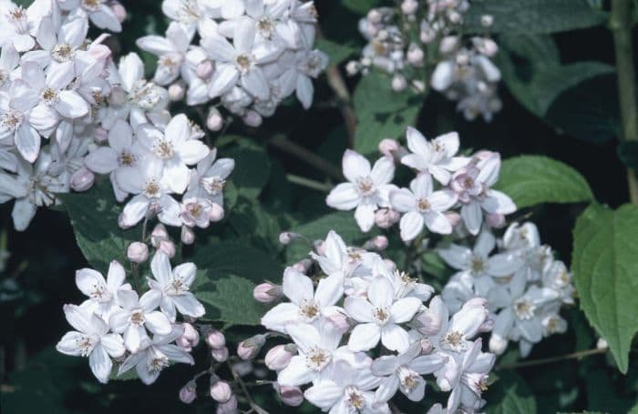 deutzia 'Mont Rose'