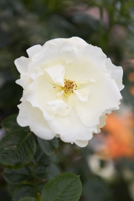 Rose [White Star]