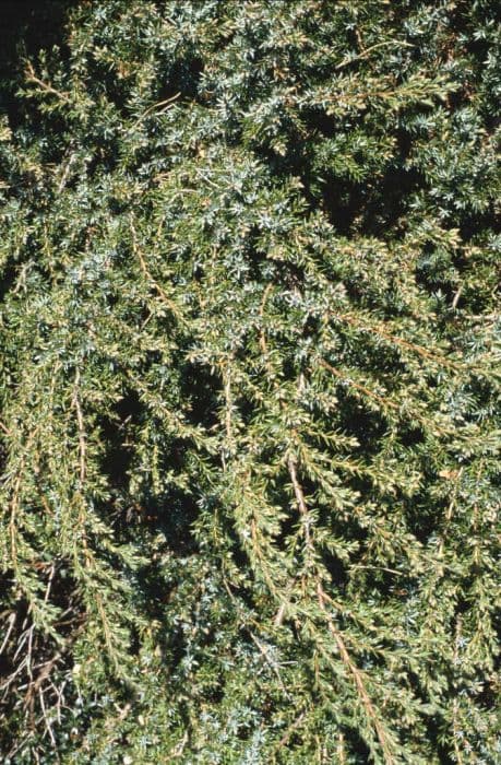 juniper 'Hornibrookii'