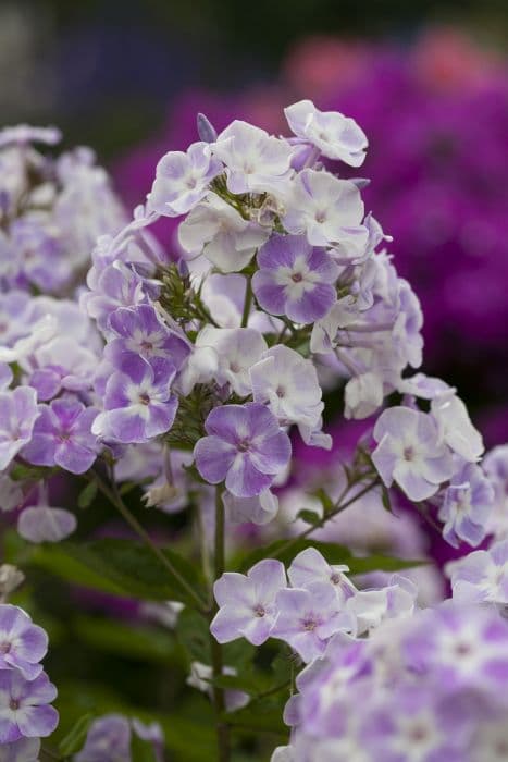 perennial phlox 'Katherine'