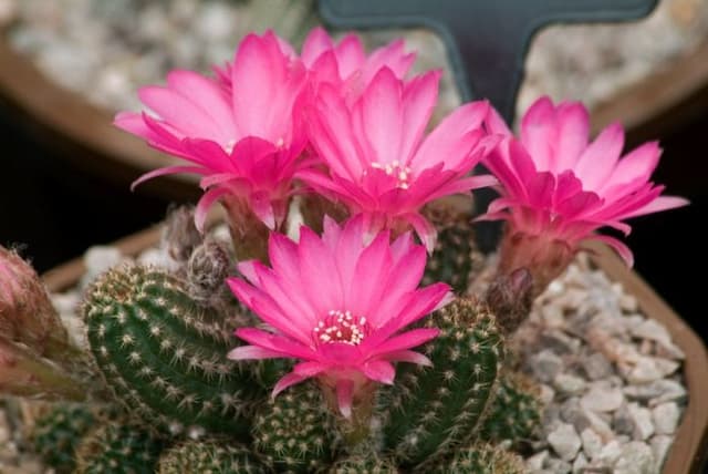 Echinopsis 'Lincoln Imp'