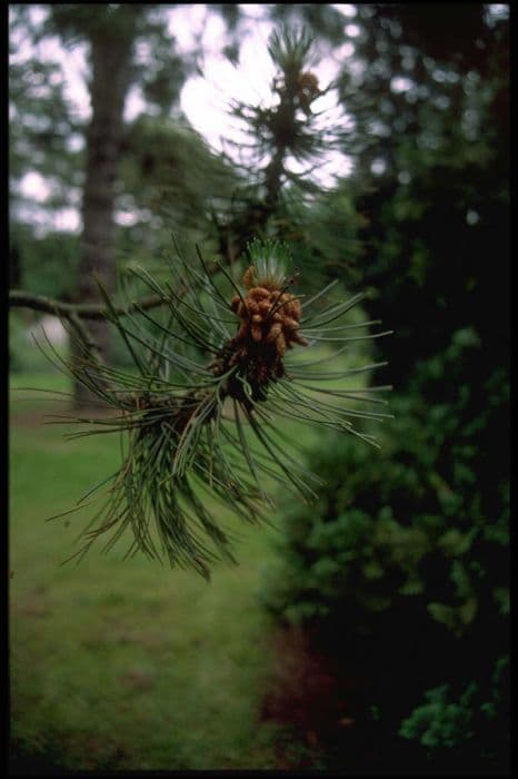 Bosnian pine