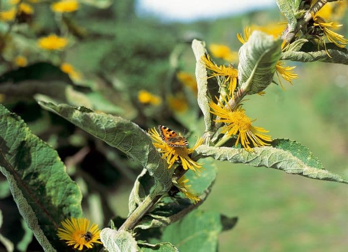 Indian elecampane