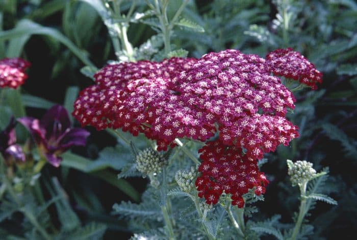 yarrow 'Red Velvet'