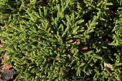 Japanese cedar 'Little Sonja'