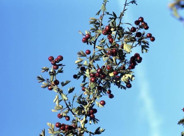 Blue hawthorn