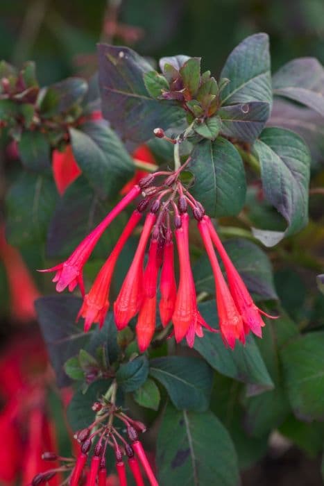 Fuchsia 'Obergärtner Koch'