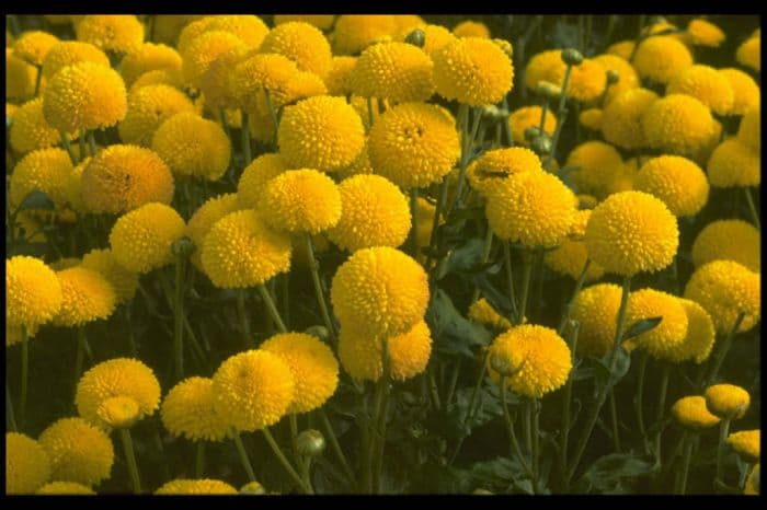 chrysanthemum 'Poppet'