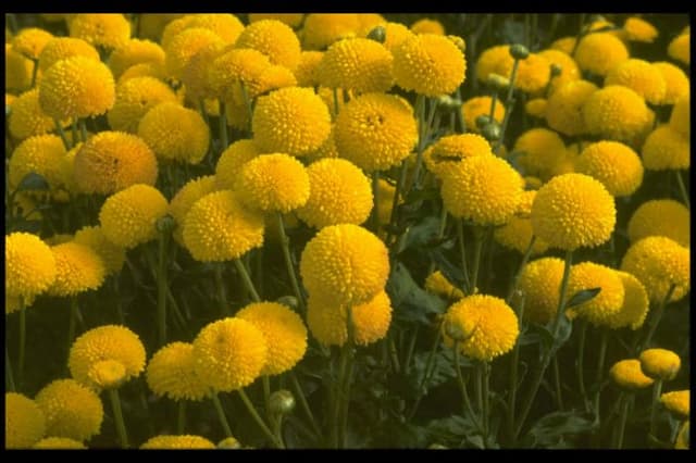 Chrysanthemum 'Poppet'