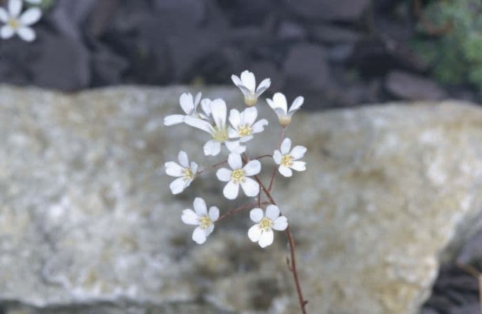 saxifrage 'Minor'