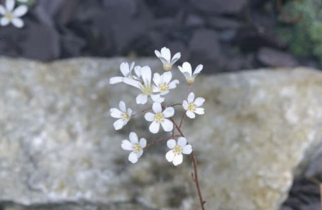 Saxifrage 'Minor'