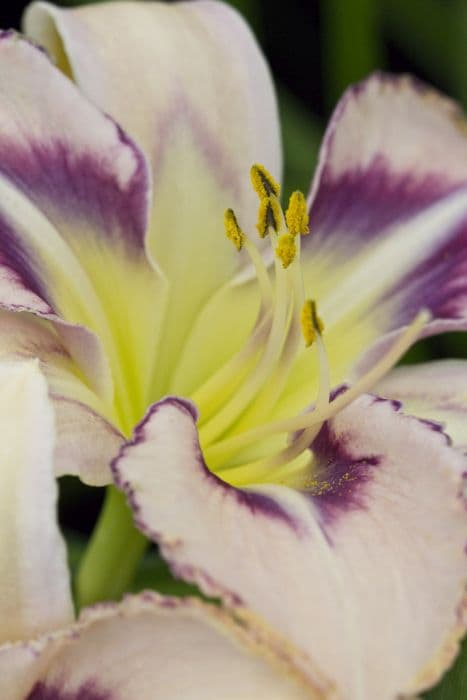 Daylily 'Destined to See'