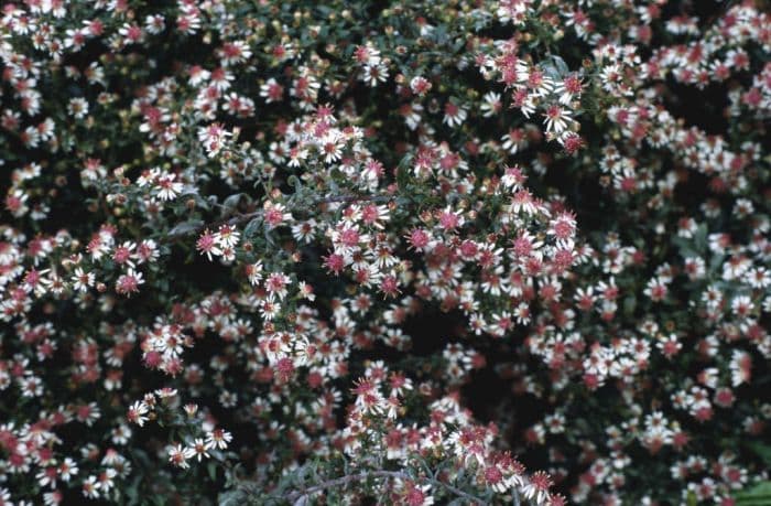 horizontal calico aster